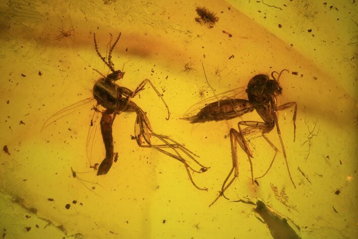 Multiple Fossil Fly (Diptera) In Baltic Amber #48253